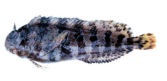 Parablennius gattorugine_00665